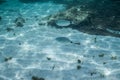 School of fish underwater, Underwater shot with sunrays and fishes in deep tropical sea, Tropical sea underwater shot Royalty Free Stock Photo