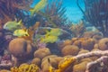 School of fish yellow French Grunts haemulon flavolineatum swimming over coral Royalty Free Stock Photo