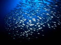 School of fishes in the blue