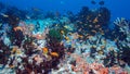 School of Fishes near Coral Reef, Maldives Royalty Free Stock Photo