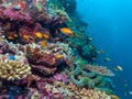 School of Fishes near Coral Reef, Maldives Royalty Free Stock Photo