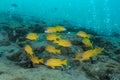 School of five-lined snapper, blue-striped snapper, blue-banded Royalty Free Stock Photo