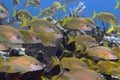 A school of French Grunts Haemulon flavolineatum in the Caribbean Sea Royalty Free Stock Photo