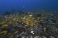 A school of French Grunts Haemulon flavolineatum in the Caribbean Sea Royalty Free Stock Photo