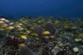 A school of French Grunts Haemulon flavolineatum in the Caribbean Sea Royalty Free Stock Photo