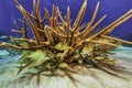 School of French Grunts huddled under staghorn coral Royalty Free Stock Photo