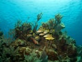 School of French Grunts with a Parrot Fish Royalty Free Stock Photo