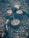 A school of fry in cold water against the background of the sea floor Royalty Free Stock Photo