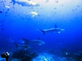 School of Giant Hammerhead sharks above the bottom at Darwin`s arch, Galapagos Islands, Ecuador, South America Royalty Free Stock Photo