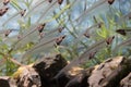 A school of glass catfish Kryptopterus bicirrhis swimming in an aquarium