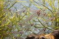 A school of glass catfish Kryptopterus bicirrhis swimming in an aquarium