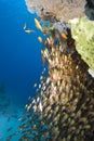 School of glass fish Royalty Free Stock Photo