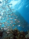 School of glass fish Royalty Free Stock Photo