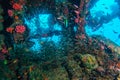 School of Glass Fish inside Shipwreck Royalty Free Stock Photo