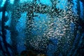 School of glassfish Royalty Free Stock Photo