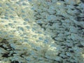 School of glassfish in the sea