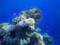 School Of Gold Fish In The Sea Near Coral Reef. Colorful Tropical Fishes In The Ocean. Royalty Free Stock Photo