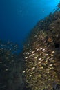 School of golden tropical fish Royalty Free Stock Photo