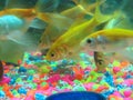 A school of goldfish swimming at the bottom of a brightly colored fish tank Royalty Free Stock Photo