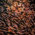 School of goldfishes, Madu Ganga, Sri Lanka