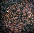 School of goldfishes, Madu Ganga, Sri Lanka