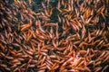 School of goldfishes, Madu Ganga, Sri Lanka