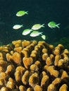 School of Green Chromis in the coral reef Royalty Free Stock Photo