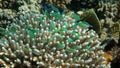 School of Green Chromis in the Coral Royalty Free Stock Photo