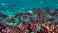 School of green chromis in the Indian ocean, Maldives. Royalty Free Stock Photo