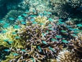 School of Green Chromis over Acropora coral head Royalty Free Stock Photo