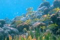 School of grunts on a coral reef Royalty Free Stock Photo