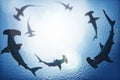 School of hammerhead sharks circling from above the ocean depths. Royalty Free Stock Photo