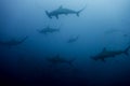 School of hammerhead sharks