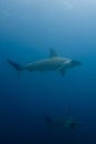 School of hammerhead sharks