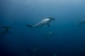 School of hammerhead sharks