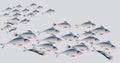 School of herring fish on white background.