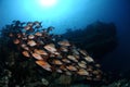 School of Humpback red snapper Lutjanus gibbus, Maldives