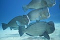 School of humphead fish Royalty Free Stock Photo