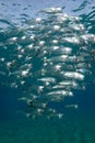 A school of Indian mackerel Royalty Free Stock Photo