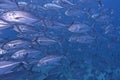School of Jacks Pelagic Fish off Balicasag Island, Panglao, Bohol, Philippines Royalty Free Stock Photo