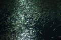 A school of Japanese sardine or Japanese pilchard Royalty Free Stock Photo