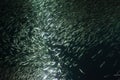 A school of Japanese sardine or Japanese pilchard Royalty Free Stock Photo