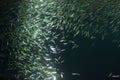 A school of Japanese sardine or Japanese pilchard Royalty Free Stock Photo