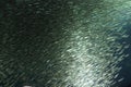 A school of Japanese sardine or Japanese pilchard Royalty Free Stock Photo