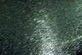 A school of Japanese sardine or Japanese pilchard Royalty Free Stock Photo