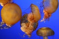 School Of Jellyfish