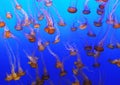 School of jellyfish Royalty Free Stock Photo