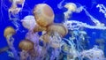 School of Jellyfish swimming in a tank of blue water