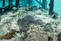 School of Striped Eel Catfish Below Pier in Indonesia Royalty Free Stock Photo