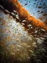 School of juvenile tomtates (Haemulon aurolineatum) schooling around artificial Buckeye Reef, Steinhatchee